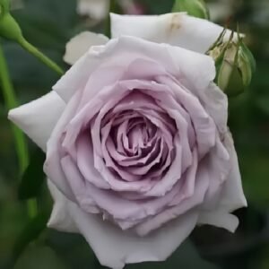 Noble Shine Rose