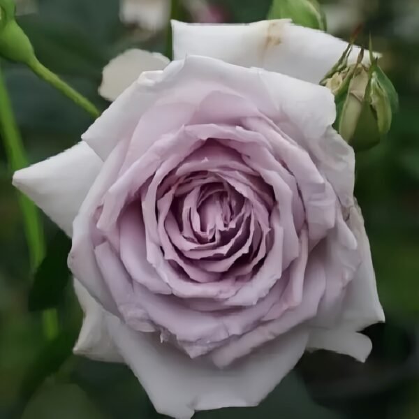 Noble Shine Rose