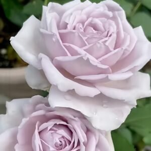 Noble Shine Rose