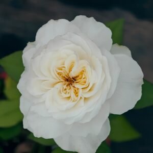 Nozari Rose