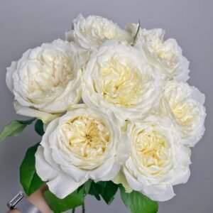 Nozari Rose Plant｜诺莎莉 - 图片 10