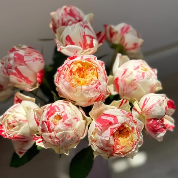 Party Ranuncula Rose