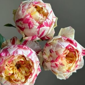 Party Ranuncula Rose