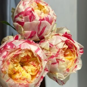 Party Ranuncula Rose