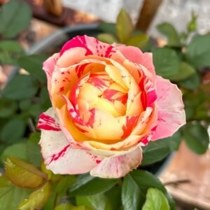 Party Ranuncula Rose