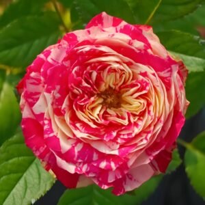 Party Ranuncula Rose