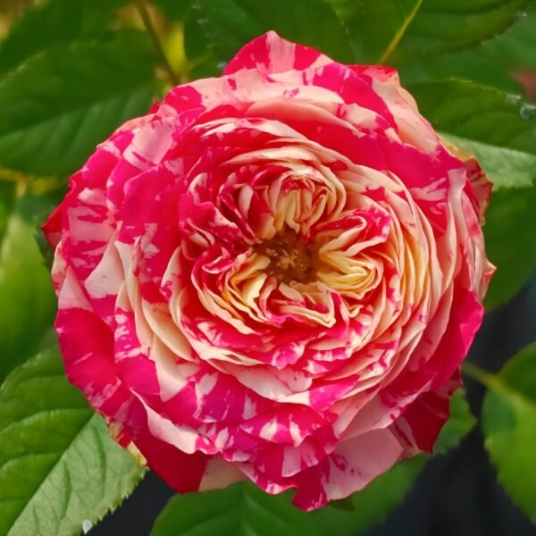 Party Ranuncula Rose