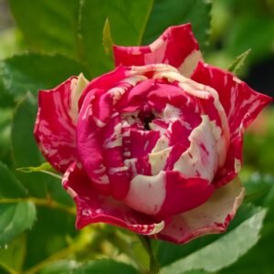 Party Ranuncula Rose