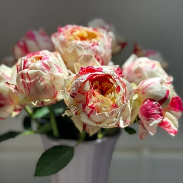 Party Ranuncula Rose