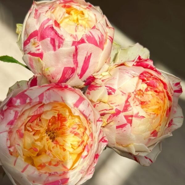 Party Ranuncula Rose