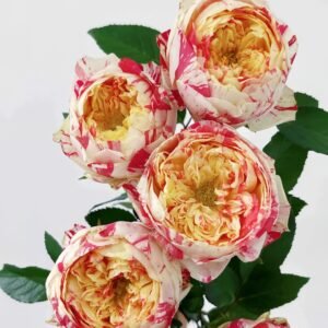 Party Ranuncula Rose