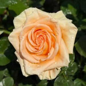 Peach Wave Rose