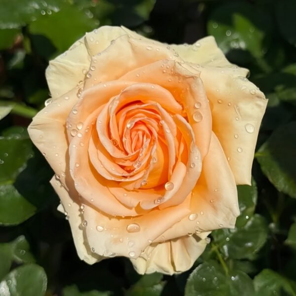 Peach Wave Rose