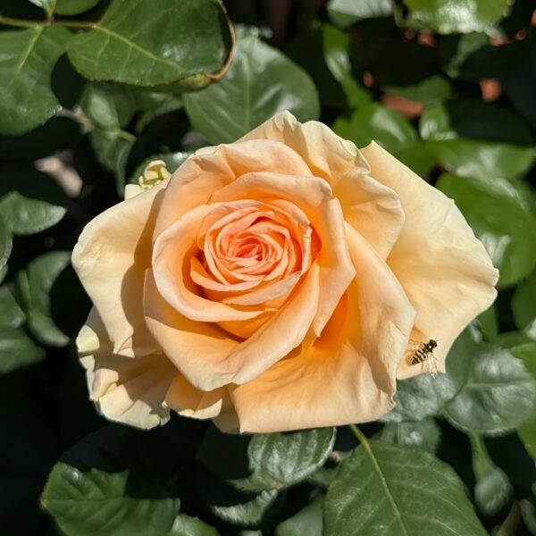 Peach Wave Rose