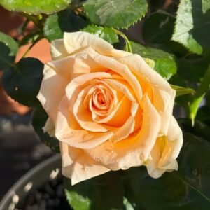 Peach Wave Rose