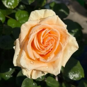 Peach Wave Rose