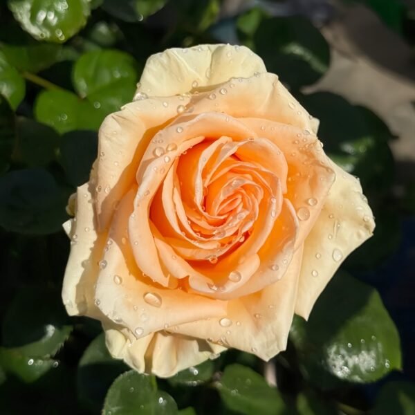 Peach Wave Rose