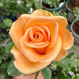 Peach Wave Rose