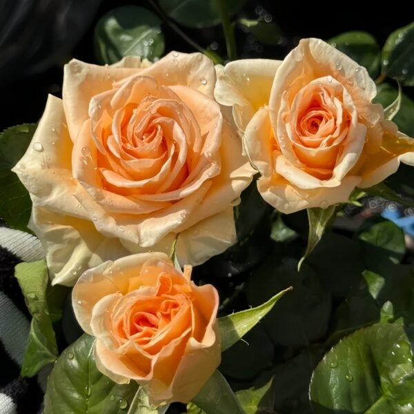 Peach Wave Rose