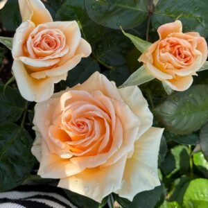 Peach Wave Rose
