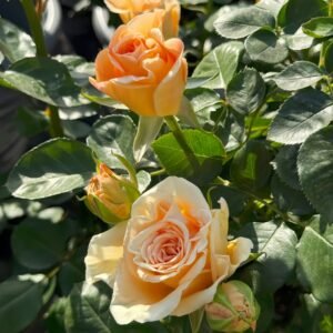 Peach Wave Rose