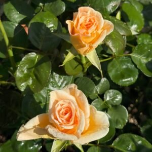 Peach Wave Rose