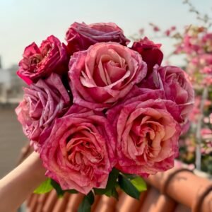 Pompidou Rose Plant｜蓬皮杜 - 图片 10