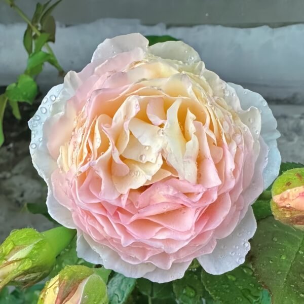 Returning to Spring Rose