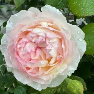 Returning to Spring Rose