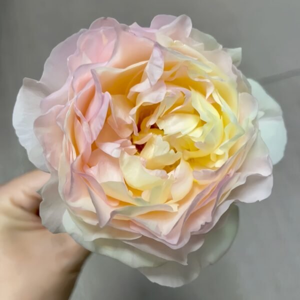 Returning to Spring Rose