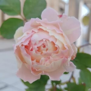Returning to Spring Rose