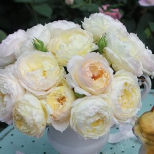 Returning to Spring Rose