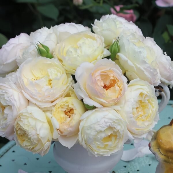 Returning to Spring Rose