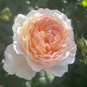 Returning to Spring Rose