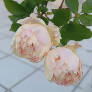 Returning to Spring Rose