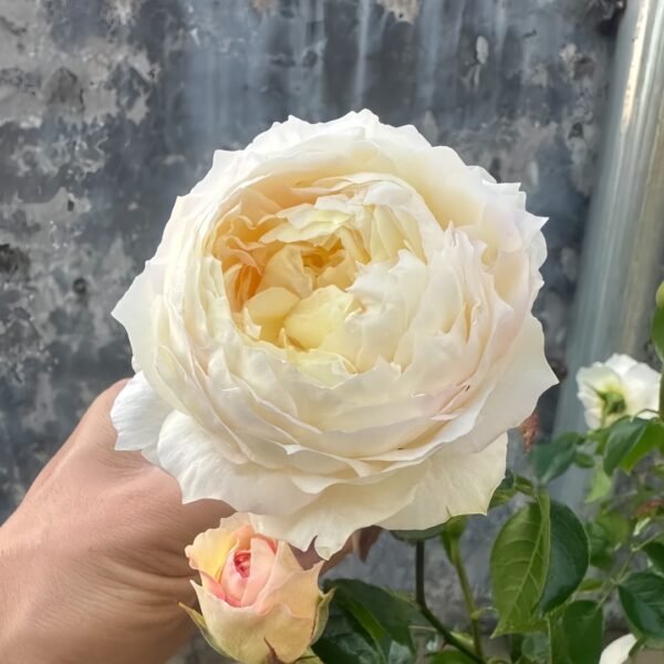 Returning to Spring Rose