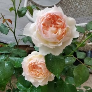 Returning to Spring Rose