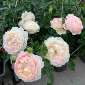 Returning to Spring Rose