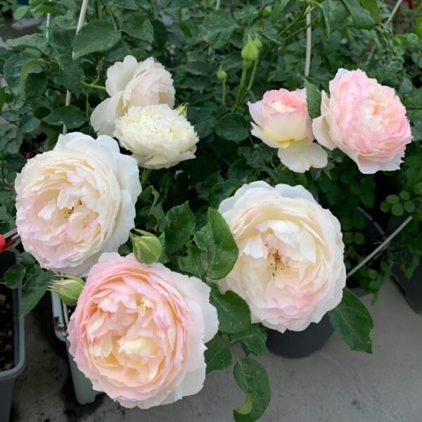 Returning to Spring Rose