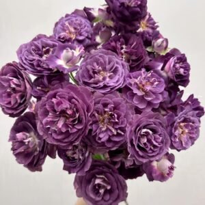 Rinaldo Rose Plant|圣十字军 - 图片 10