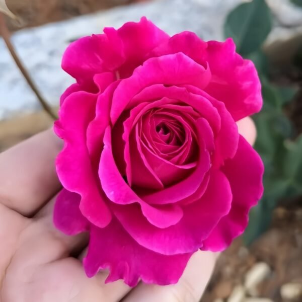 Sapphire Rose