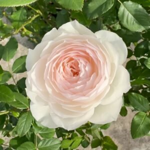 Shizuku Rose