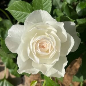 Shizuku Rose