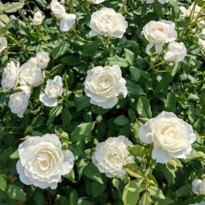 Shizuku Rose Plant|心之水滴 - 图片 10