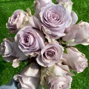 Sivery Light Rose Plant|月光曲 - 图片 10