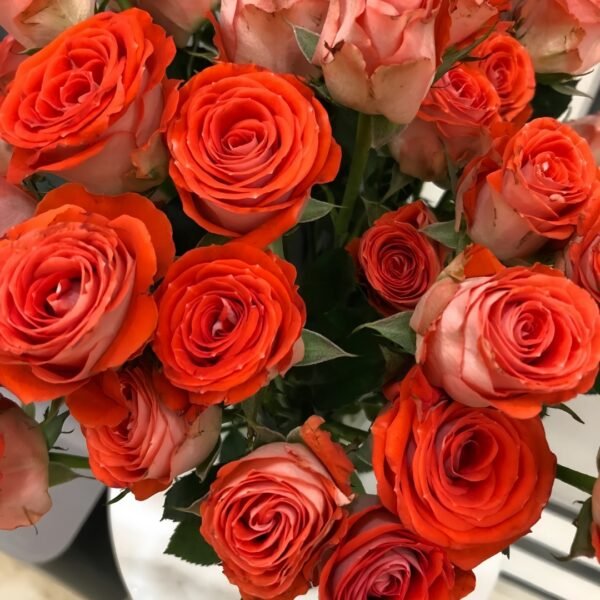 Stunning Bubble Rose