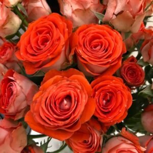 Stunning Bubble Rose