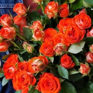 Stunning Bubble Rose