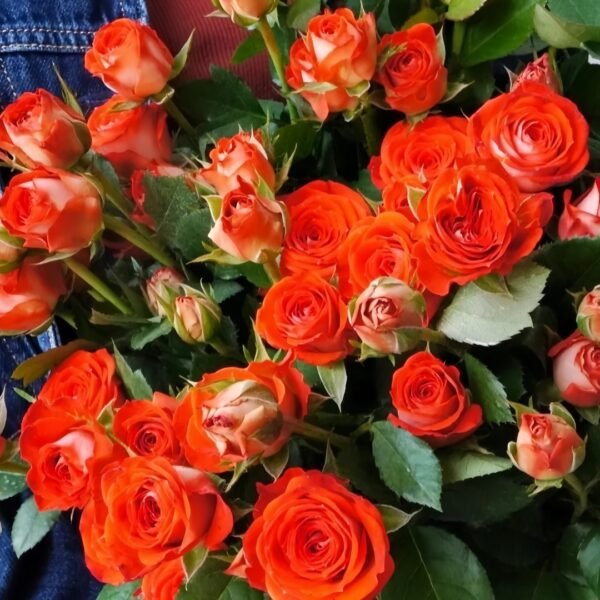 Stunning Bubble Rose