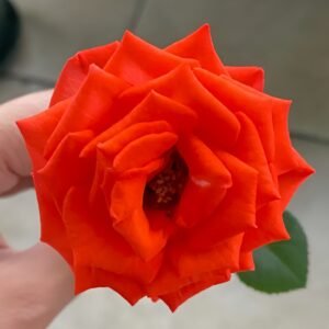 Stunning Bubble Rose